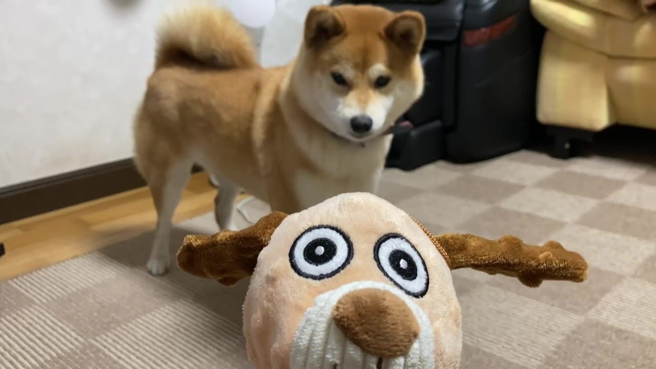 のけぞる柴犬 Shiba Inu throwing one's head back YouTube