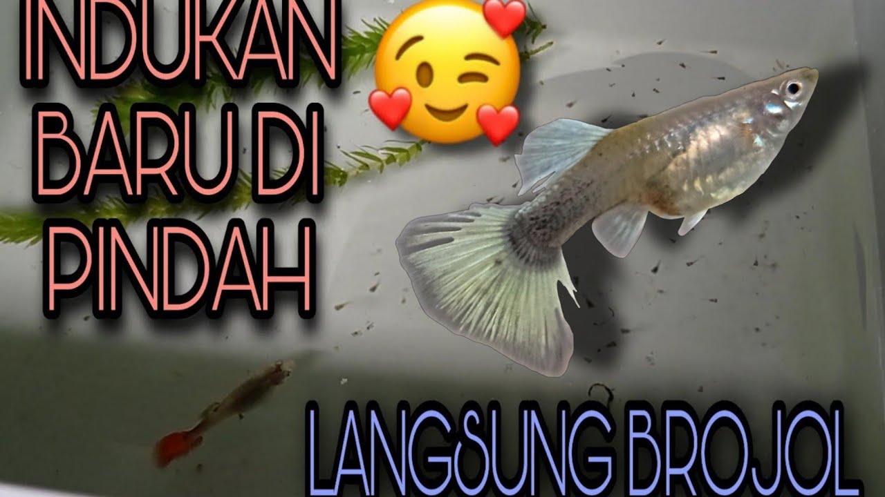 MEMISAHKAN IKAN GUPPY YANG SEDANG HAMIL agar segera beranak