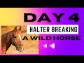Halter breaking a wild horse day 4