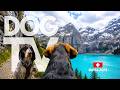 TheDogCam 10hrs Of Mountain Lake Virtual Dog Walks In The Swiss Alps Dog POV 