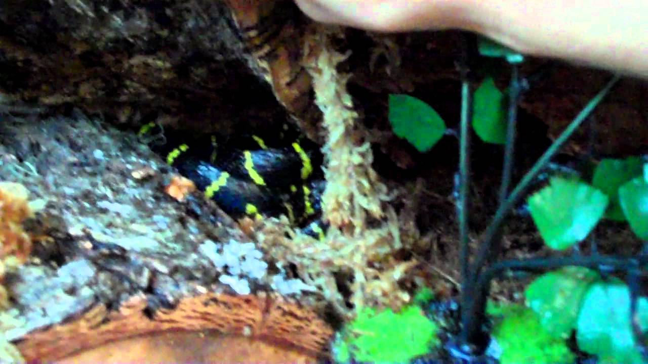 boiga dendrophila multicincta Basic Mangrove Snake Care