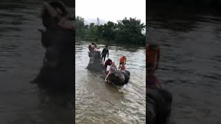 Купание со слонами на реке Квай