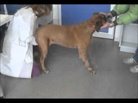 Video: Degenerazione Cerebellare Nei Cani - Malattia Del Cervello Del Cane