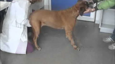 Come curare la labirintite In un cane?