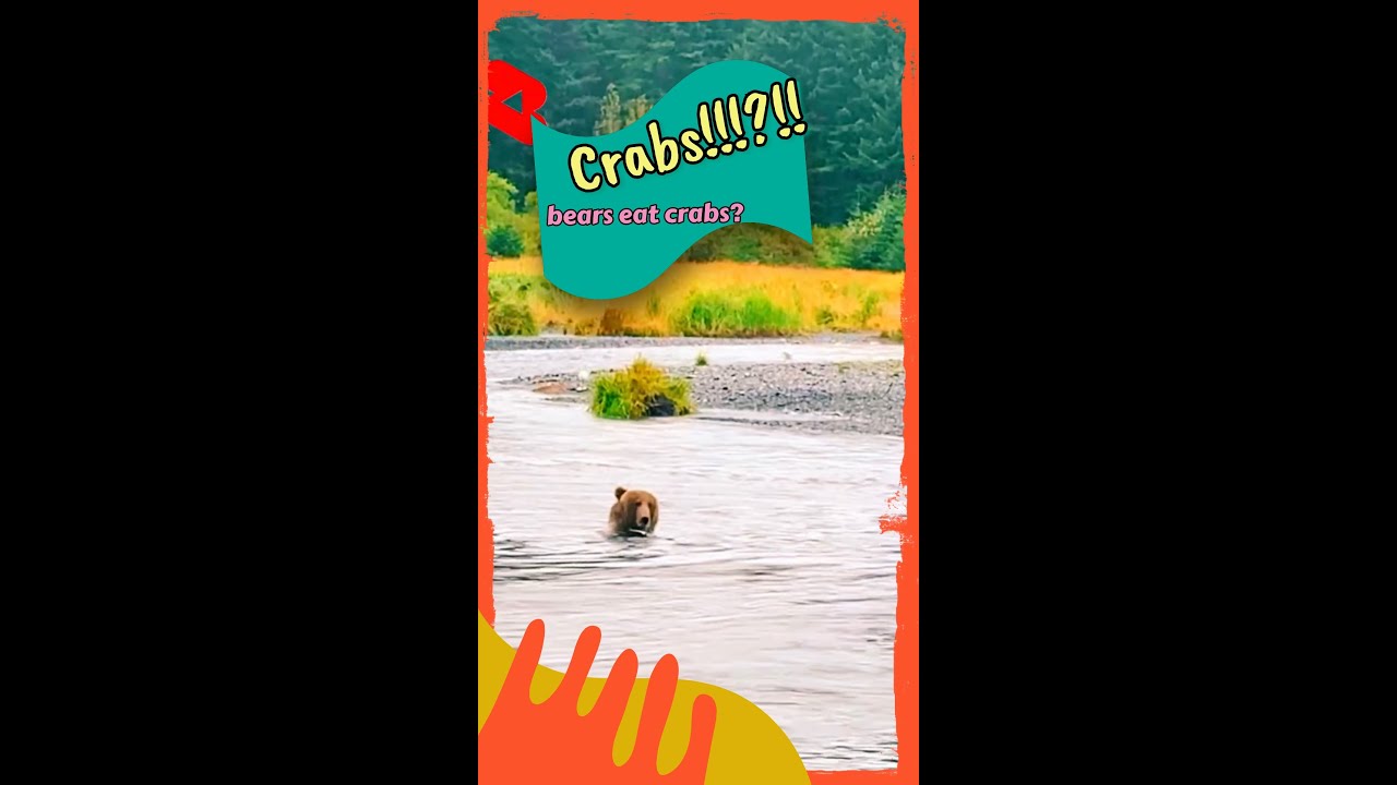 Do bears eat crabs? 🦀🐻(Crazy right,comment below)