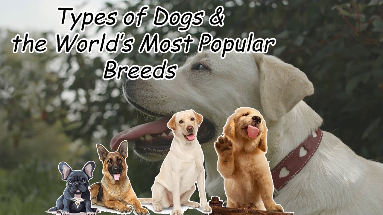 Top Dog Breeds in the World | Most Popular Dogs Explained (2025)