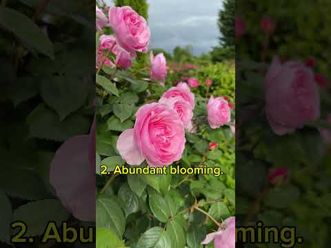 David Austin Olivia Rose Garden Rosegardens Roses Rose Davidaustinroses Gardening Rosegarden 