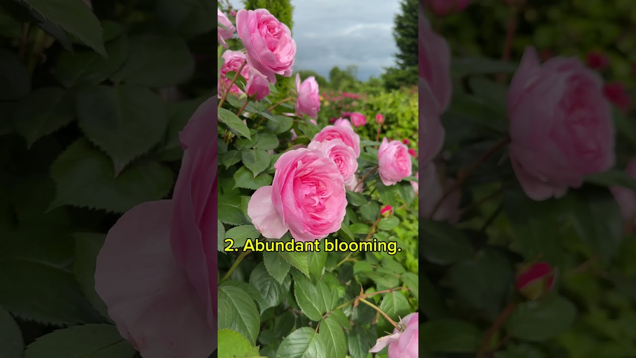 David Austin Olivia Rose 