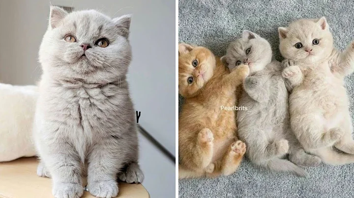 Video 3223271: british shorthair cat, british domestic cat