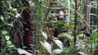 riuh suara burung dan anak mau berangkat sekolah