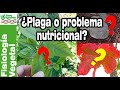 Aprende a IDENTIFICAR 🌱 si es un problema de PLAGA o NUTRICIONAL en la hoja