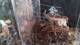 1 inch P. Metallica webbing happy dance