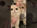 #cute