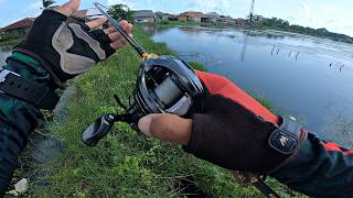 Download Lagu CASTING GABUS..!! PEMANCING MANA YANG GA NGILER LIHAT GIRINGAN GABUS, PASTI LANGSUNG STRIKE BABON MP3