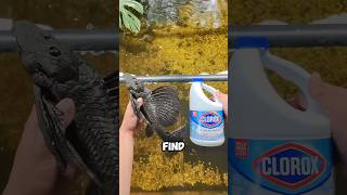 How strong is a Pleco fish?