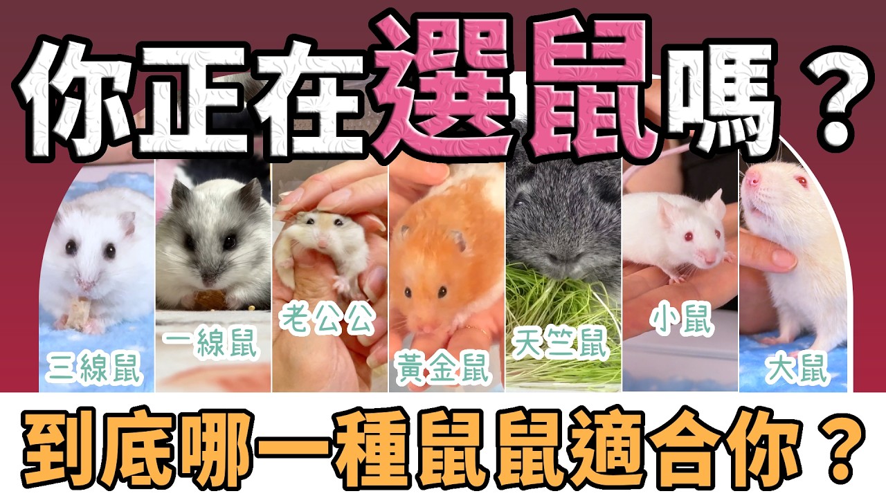 【不踩雷養鼠攻略】哪一種鼠最適合你？寵鼠界七大代表登場！全面比拼~｜愛鼠協會