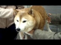 全然怖くないもんね！ナナちゃん獣医さんへ行く！