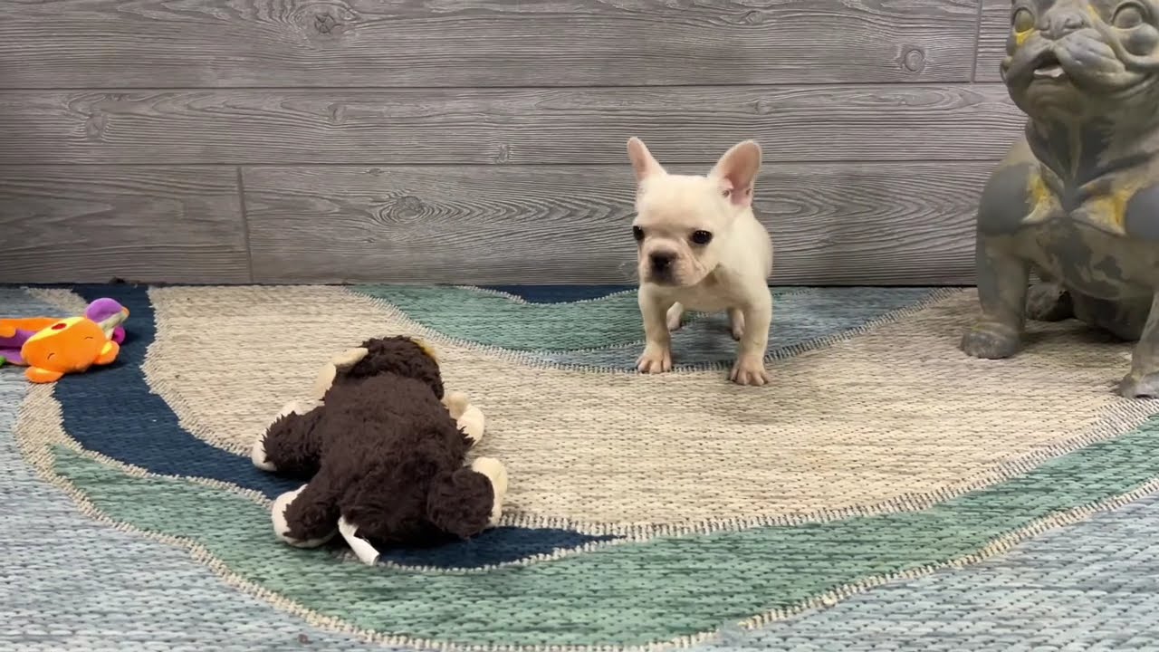 Percy is ready to play with you