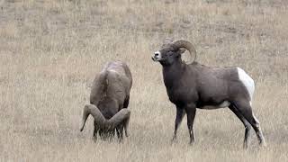 Bighorn Sheep Rut 2