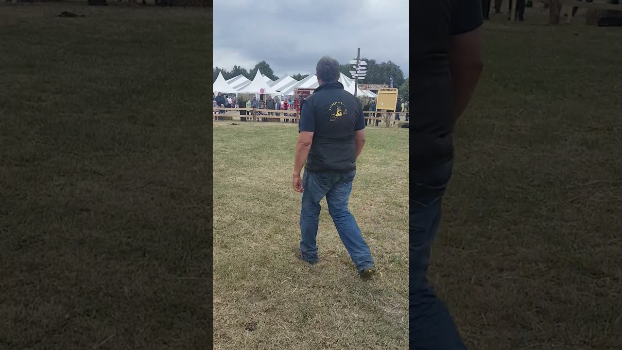 Oudduitse herder Nero from harbour shepherds demonstratie pakwerk Aalten 2016
