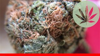 Lime Green Skunk - All About This Strain