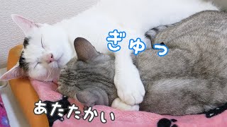 いつの間にか恋人みたいになってるチロとマロ…