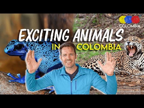 コロンビアで最もエキゾチックな動物–コロンビア旅行ガイド