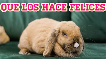 ¿Qué cosas hacen felices a los conejos?