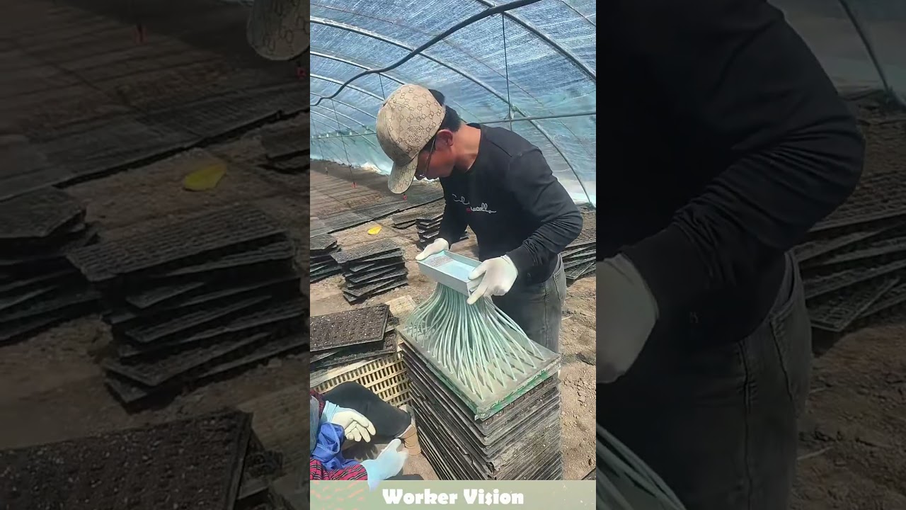 Seedling raising machine, making seedling cultivation easier!#farming #planting