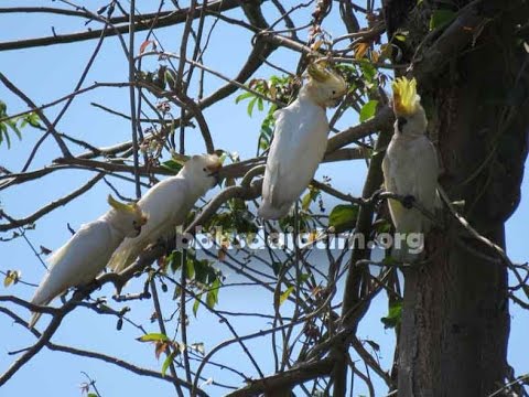 Monitoring Kakatua Di Pulau Masakambing Masalembu Youtube
