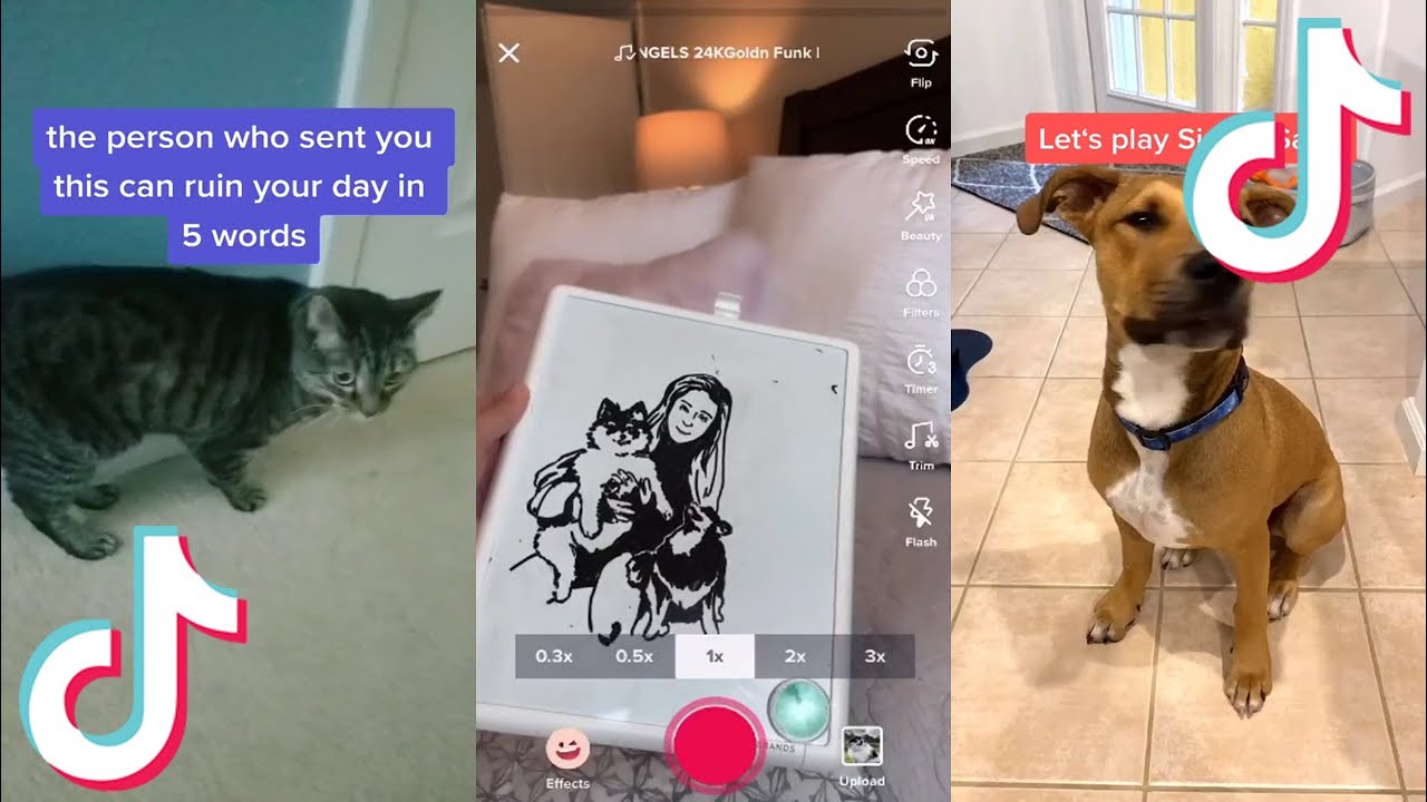 Animals of TikTok Compilation 58 Funniest Cute TikTok Animals YouTube