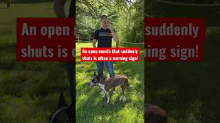 Dog Body Language: Tight vs Loose!  #shorts #dogtraining #dogtrainer