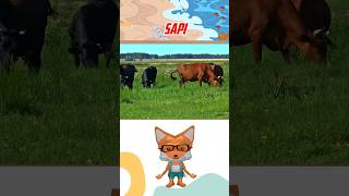 Seberapa Pengaruh Sapi Terhadap Gas Rumah Kaca? #sorts #facts #faktamenarik #sapi #gas #rumahkaca