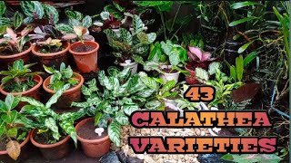 Watch Calathea Pictures video