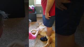 Cooper our Golden retriever 2nd seizure today September 18th 2016 by Shelly In Full Bloom Carver 3,872 views 7 years ago 1 minute, 55 seconds