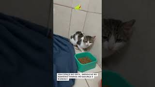 Gatinho resgatado tenta fugir e destrói banheiro do tutor!! #viral