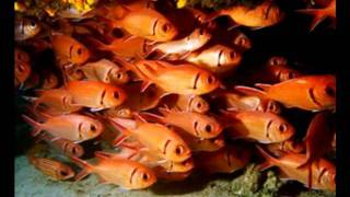 AITUTAKI,COOK ISLAND,PACIFIC OCEAN