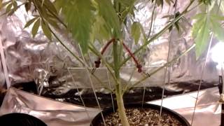 Indoor marijuana grow, 3weeks into flower
