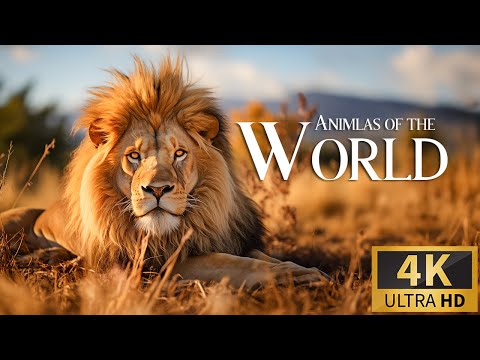 Animals of the World 4K 🐾  Discovery Relaxation Film with Soothing Relaxing Piano Music