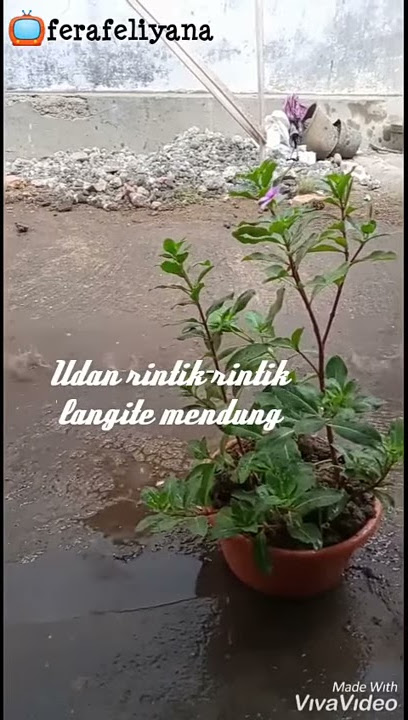 Safira Inema - Sayang Kowe Lirik (Status WhatsApp)
