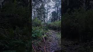 Mount Donna Buang #Victoria #Australia #outback #bushwalk #nature #asmr #travel #outdoors #hike