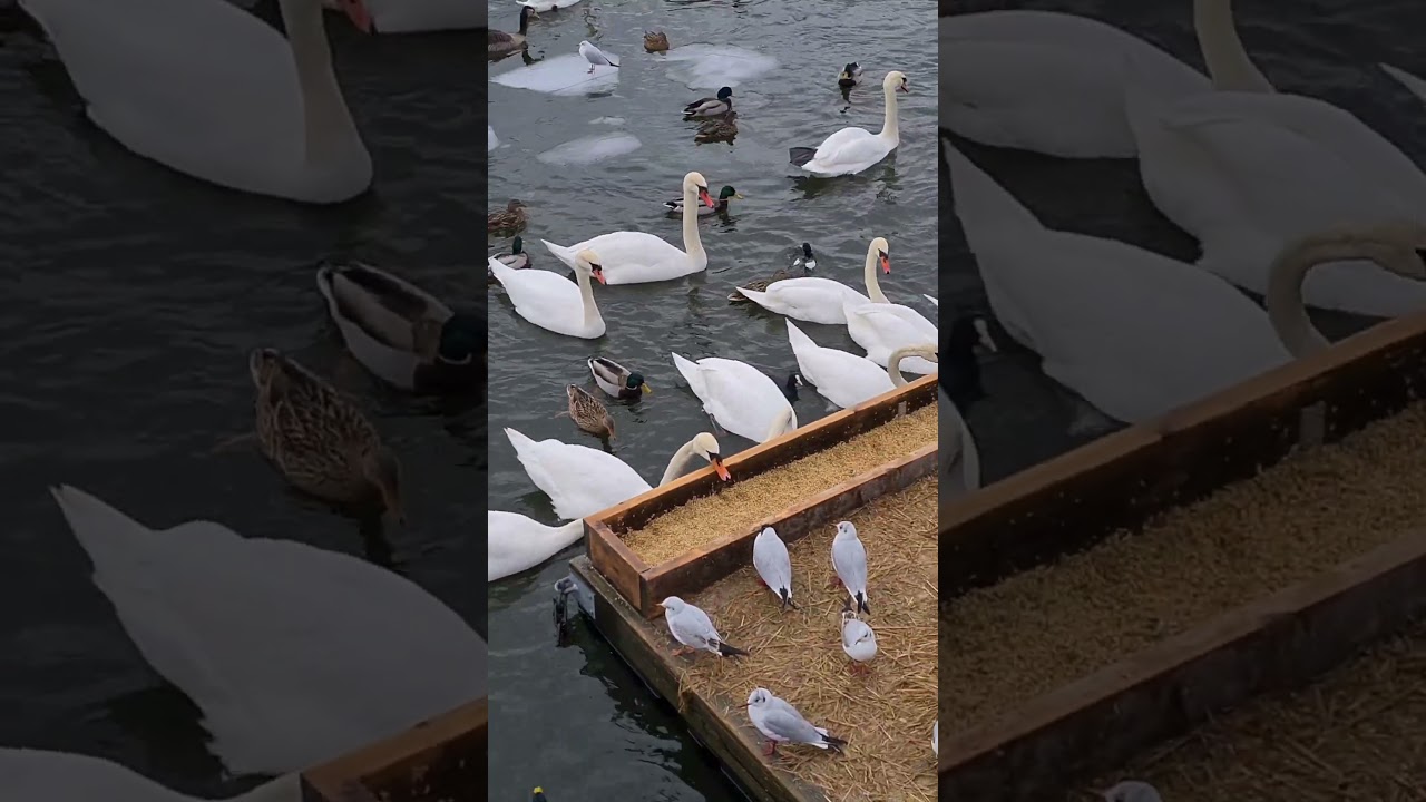 Sweden.Stockholm 🇸🇪(Strömbron).Swans, ducks and birds.Thụy Điển.