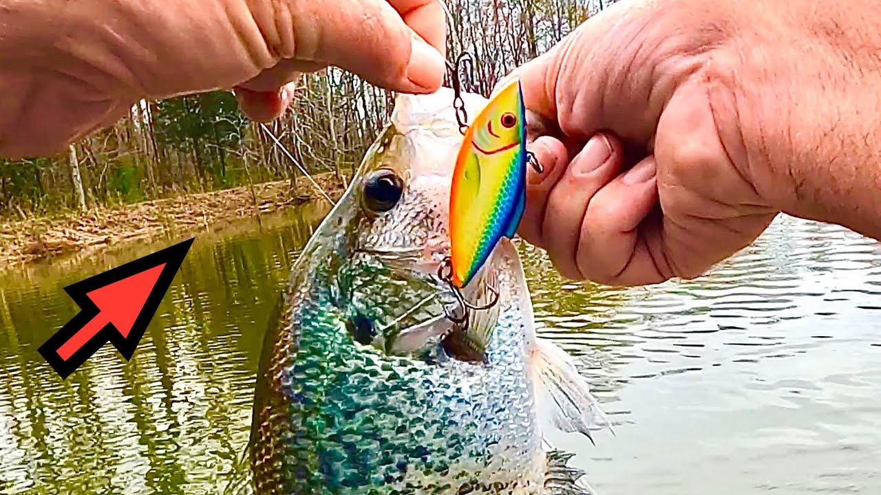 Big Hungry CRAPPIE eats Bass Fishing Lures for DINNER ( Fishing Rat-L-Trap  and Lizard Baits ) 