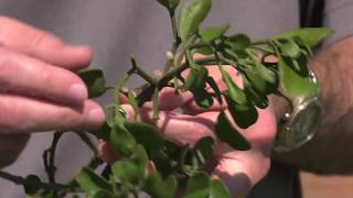 Underneath the Mistletoe with Paul Pugliese