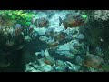 Пираньи / Piranhas
