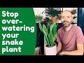 Water Your Snake Plant (Sansevieria) Properly - YouTube