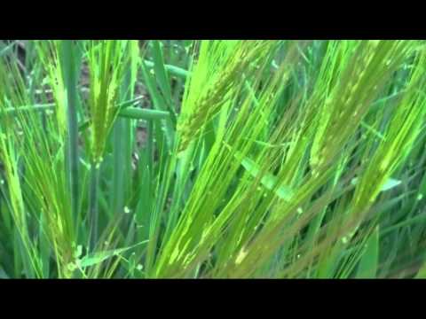 우리 가곡 보리밭 테너 안형일 