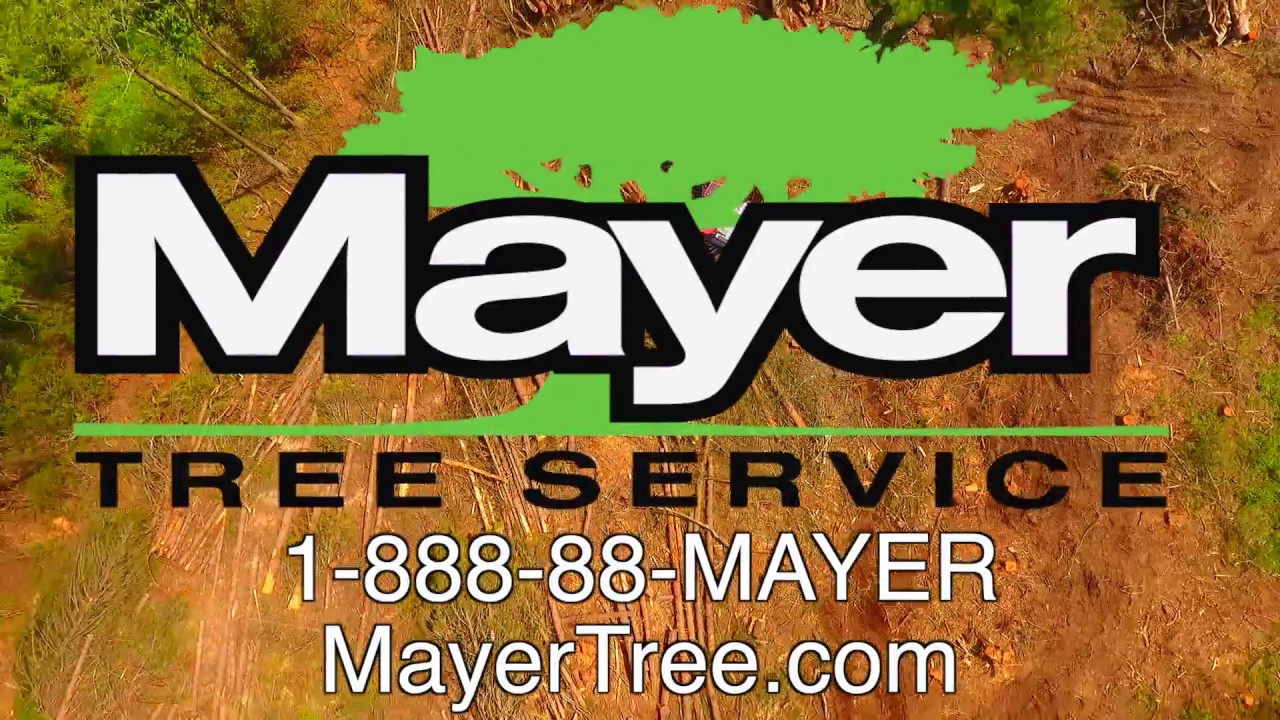 Mayer Tree 1 YouTube