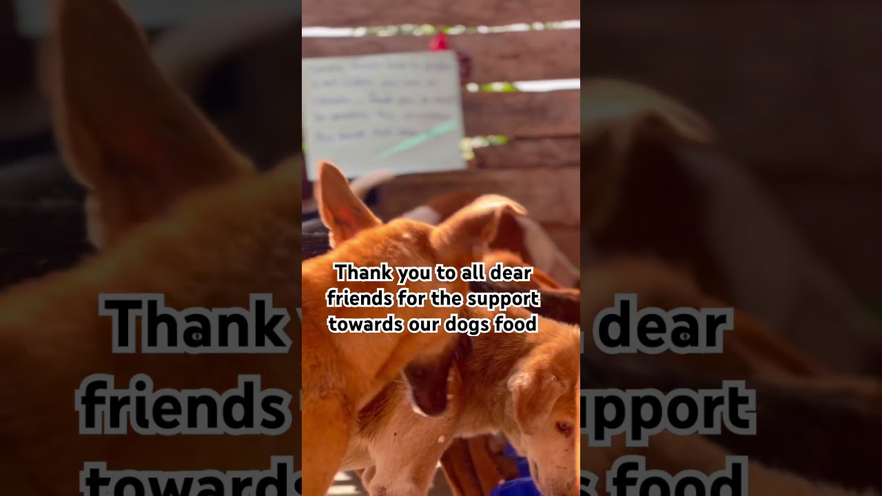 Помогите любым пожертвованием, ссылка в профиле 