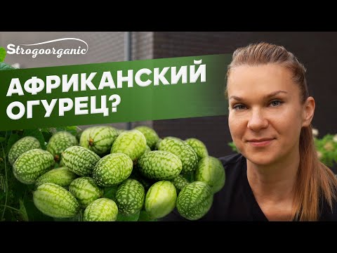 Мелотрия в Подмосковье: что за растение?